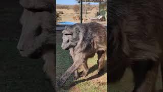 Cindy the Baboon is taking herself to bed! 