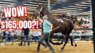 Massive Draft Horse Auction In Indiana!