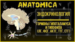 Гипоталамус и гипофиз / Гормоны гипофиза / ЛГ ФСГ Гормон роста / Эндокринология