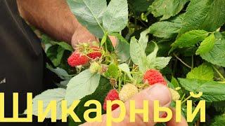 Шикарный Итальянский сорт ремонтантной малины. The best Italian variety of remont raspberries!!!