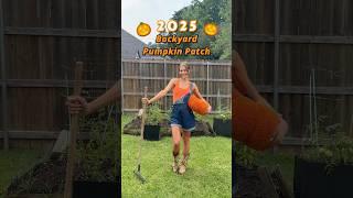 2025 BACKYARD PUMPKIN PATCH PLANTED #pumpkinpatch #pumpkinseeds #pumpkins