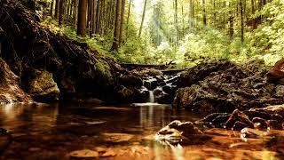 Forest Oasis: Calming Piano Music and Natural Ambience for Relaxation!!! MUST WACH!