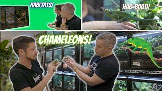 What is the BEST Pet Chameleon? What makes the Carpet Chameleon so awesome?