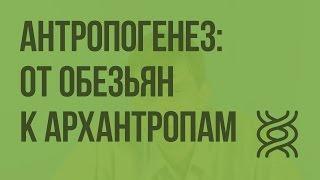 Антропогенез: от обезьян к архантропам. Видеоурок по биологии 11 класс