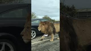 Why Lions Don’t Attack Safari Trucks #shorts #facts #lion #wildlife
