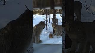 Canada Lynx Mama Talks to Her Kittens!  #wildlife #wildcats #animals