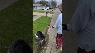 Zoey the Border Collie gets walked #bordercollie