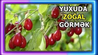 ZOĞAL GÖRMƏK YUXU YOZMA - YUXUDA ZOGAL GORMEK