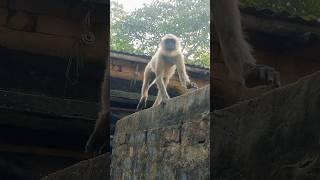 Cleaver monkey.....#Hanuman #shorts