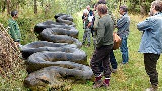 Дунёдаги Энг катта ИЛОН