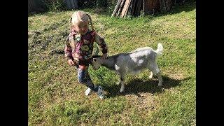 Girl wrestles baby goat//Аленушка и братец Иванушка/ Эмилюша играет с веселым козликом в бодалки