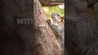 "Nutty Wonders: Unleashing the Amazing Lives of Squirrels"#shorts #viral  #fascinatingcreatures