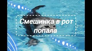 СМЕШНЫЕ ВИДЕО, ПОТБОРКА ИЗ ТИК ТОКА