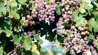 Texas wineries pour ingenuity into wild west
