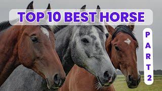 Top 10 Best & Beautiful Horse to See in The World