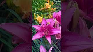 #beautiful #lily #flowers #love #garden