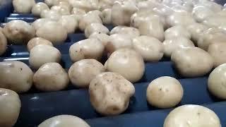 Potato rickrolling