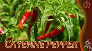 CAYENNE PEPPER Information and Growing Tips! (