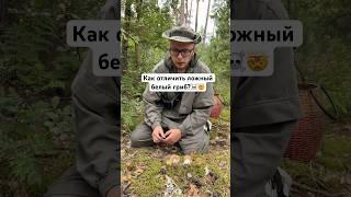 Как отличить ложный белый гриб или горчак? ️