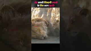 The lion is fighting to save his life! by The Explainer