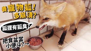 【從零開始養】寵物狐狸!狐狸有狐臭?把食盆當小便斗?跟狗誰好養?【許伯簡芝】fox