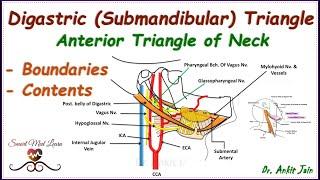 Digastric (Submandibular) triangle of neck/ Anatomy- Boundaries & contents/Anterior triangle of neck