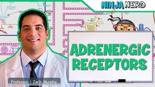 Neurology | Adrenergic Receptors