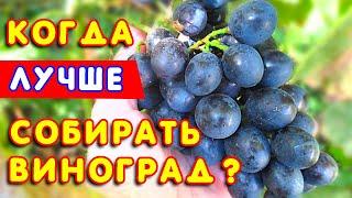  Когда нужно СОБИРАТЬ виноград?  Определяем ПРАВИЛЬНОЕ время для сбора УРОЖАЯ винограда