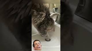 #ржач #смешновидео #pets #юмор #funny #приколы #смехпродлеваетжизнь #смешнойшортс