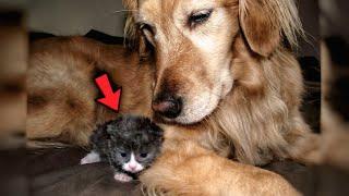 Disabled Kitten Rejected By Mother, Finds Loving Family Who Raised Him