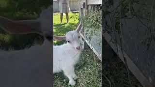 маленький козлик кушает #cuteanimals #cute #козлик #козел #смешныеживотные #вдеревне