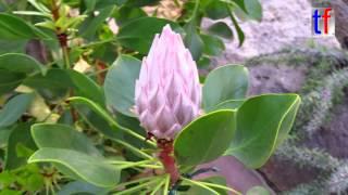 Proteaceae / Königs-Protee / Protea Cynaroides, South Africa, Wilhelma Stuttgart, Germany, 2015.