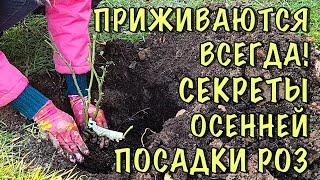 ХОТИТЕ чтобы РОЗЫ НЕ ПОГИБЛИ? Посадите ИХ ТАК! Посадка РОЗ ОСЕНЬЮ! ПОДРОБНАЯ ИНСТРУКЦИЯ для НОВИЧКОВ