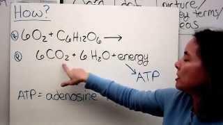 Cellular Respiration Lecture