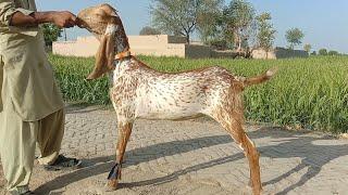Ajmal goat farm Hasilpur 03086171529