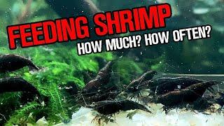 FEEDING SHRIMP! How Much? How Often? SIMPLE ANSWER!