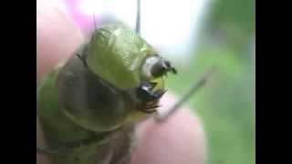 Green Darner Jaws!