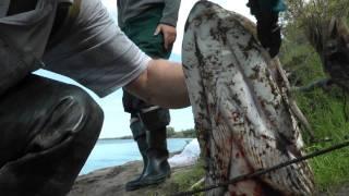 Охота на щуку . Fishing on the spoon-bait. m2t