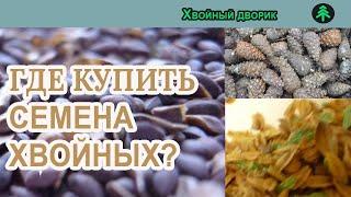 Где купить семена хвойных? питомник "Хвойных дворик" вопрос-ответ