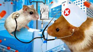 Hamster family  in the hospital. Funny story about cute hamsters.