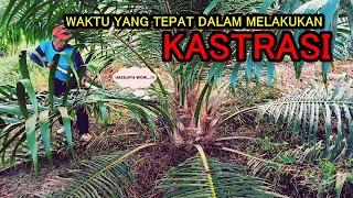 WAKTU YANG TEPAT DALAM MELAKUKAN KASTRASI PADA TANAMAN KELAPA SAWIT BELUM MENGHASILKAN (TBM)