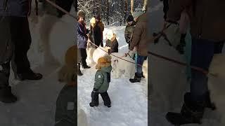 Зима-январь-Самоед))) #samoyed #dog #winter #самоед #friends #life#trend #trendly