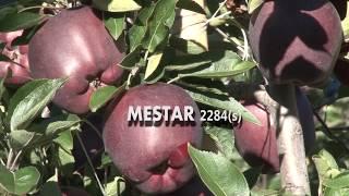 Red Delicious Mestar 2284 (s) mema®