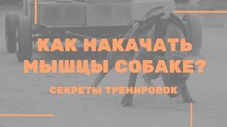 Как накачать мышцы собаке? Секреты тренировок стаффорда. Полезные занятия для собак.