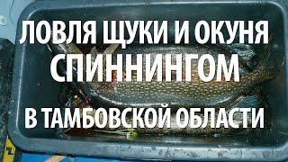 ЩУКА и ОКУНЬ ЛОВЛЯ на СПИННИНГ. РЫБАЛКА в ТАМБОВСКОЙ ОБЛАСТИ ОСЕНЬЮ