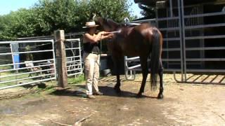 Showering a fearful horse