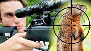 Groundhog Hunting with .25  PCP Air Rifle (Scope Cam!)