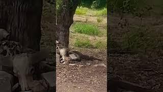 young komodo walking around buffolow skeleton.