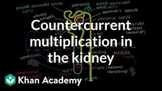 Countercurrent multiplication in the kidney | Renal system physiology | NCLEX-RN | Khan Academy