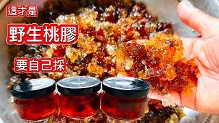 採桃膠去_長在樹上的燕窩沒人摘天然的面膜  腸道潤滑劑 血糖高者控糖聖品